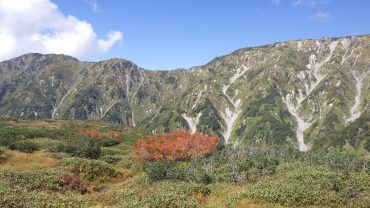 立山有料道路 室堂周辺紅葉情報 富山県道路公社